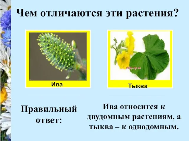 Ива Чем отличаются эти растения? Тыква Правильный ответ: Ива относится к