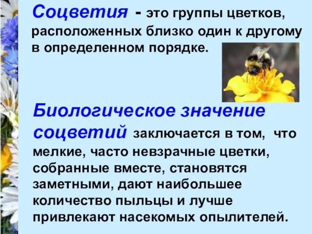 Соцветия - это группы цветков, расположенных близко один к другому в