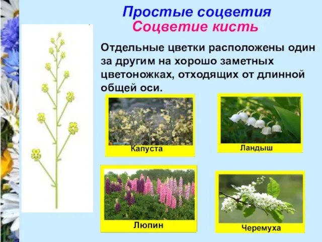 Простые соцветия Соцветие кисть Отдельные цветки расположены один за другим на