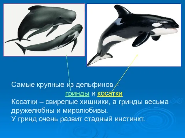Самые крупные из дельфинов – гринды и косатки Косатки – свирепые