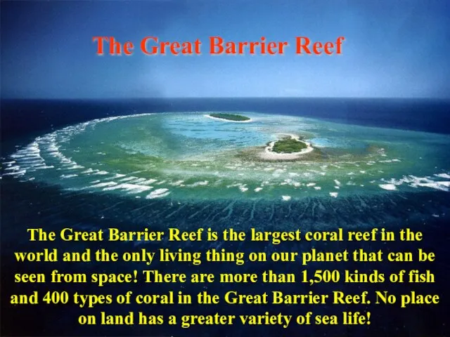 The Great Barrier Reef The Great Barrier Reef is the largest