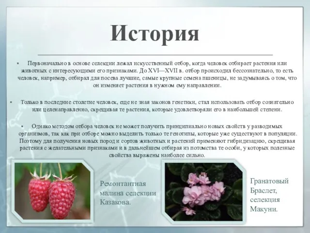 Первоначально в основе селекции лежал искусственный отбор, когда человек отбирает растения