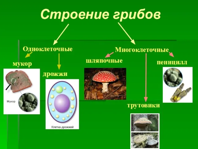 мукор дрожжи Одноклеточные Многоклеточные шляпочные пеницилл трутовики Строение грибов