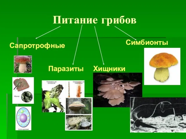 Питание грибов Сапротрофные Симбионты Паразиты Хищники