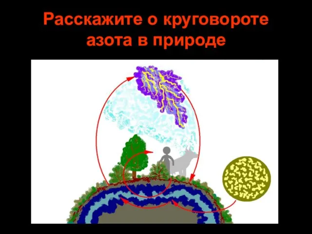 Расскажите о круговороте азота в природе