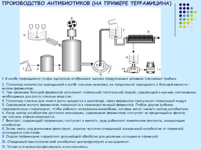 ПРОИЗВОДСТВО АНТИБИОТИКОВ (НА ПРИМЕРЕ ТЕРРАМИЦИНА) 1. В колбе проращивают споры тщательно