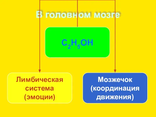 В головном мозге