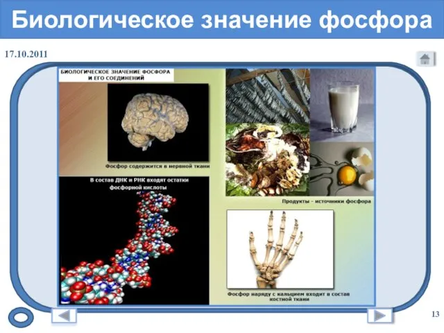 Биологическое значение фосфора