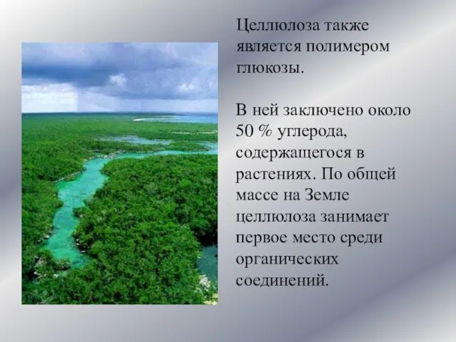 Целлюлоза также является полимером глюкозы. В ней заключено около 50 %