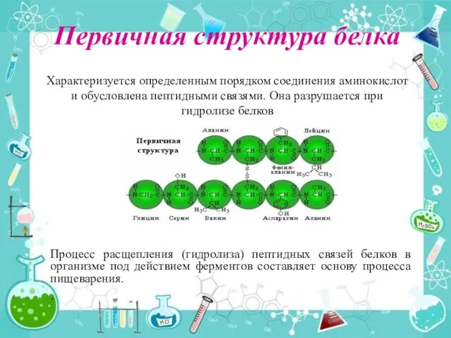 Первичная структура белка Процесс расщепления (гидролиза) пептидных связей белков в организме