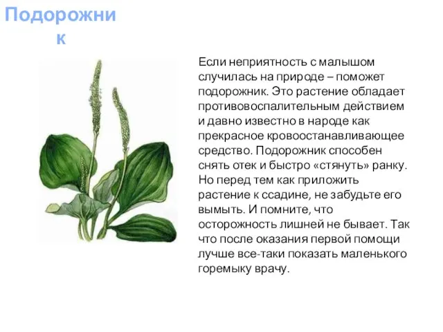 Если неприятность с малышом случилась на природе – поможет подорожник. Это