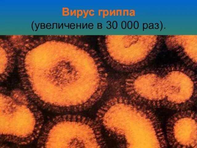 Вирус гриппа (увеличение в 30 000 раз).