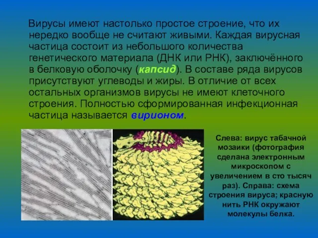 Вирусы имеют настолько простое строение, что их нередко вообще не считают