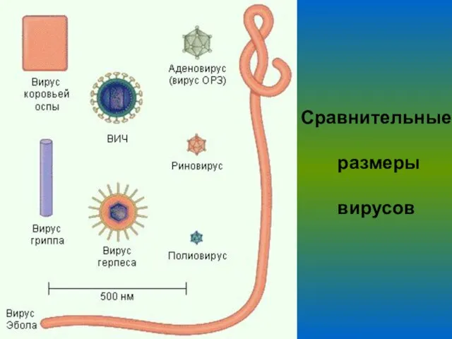 Сравнительные размеры вирусов