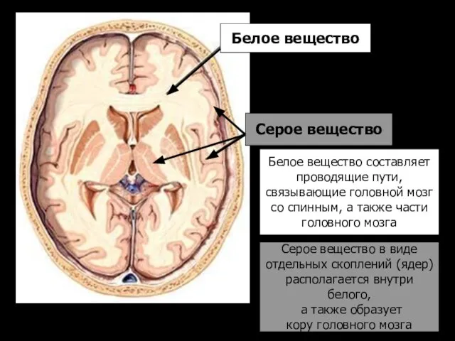 Белое вещество Серое вещество Белое вещество составляет проводящие пути, связывающие головной