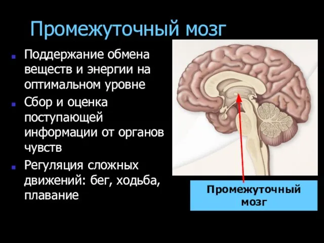 Промежуточный мозг Поддержание обмена веществ и энергии на оптимальном уровне Сбор