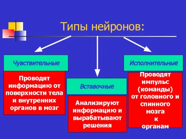 Типы нейронов: Чувствительные Вставочные Исполнительные Проводят информацию от поверхности тела и