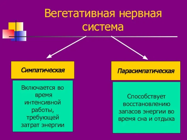 Вегетативная нервная система Симпатическая Парасимпатическая Включается во время интенсивной работы, требующей