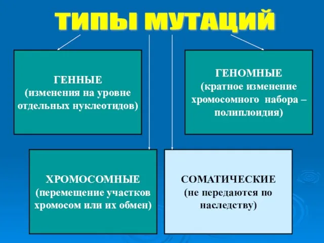 ГЕННЫЕ (изменения на уровне отдельных нуклеотидов) ГЕНОМНЫЕ (кратное изменение хромосомного набора