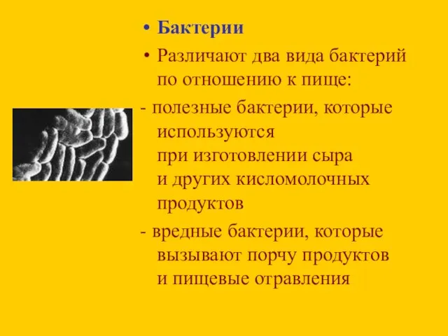 Бактерии Различают два вида бактерий по отношению к пище: - полезные