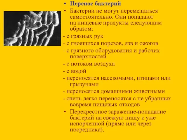 Перенос бактерий Бактерии не могут перемещаться самостоятельно. Они попадают на пищевые