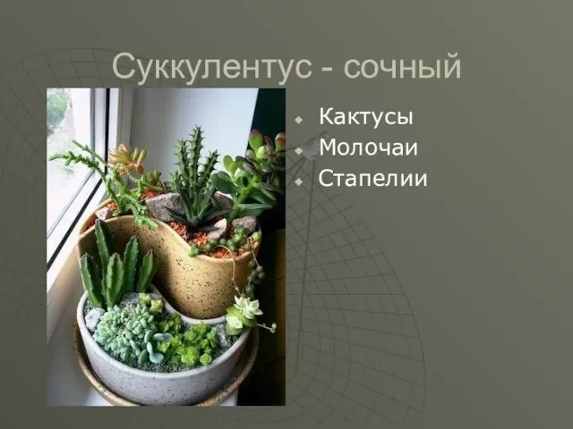 Суккулентус - сочный Кактусы Молочаи Стапелии