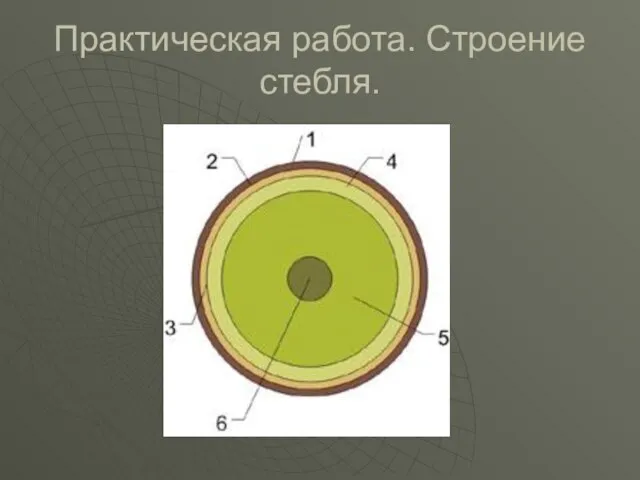 Практическая работа. Строение стебля.