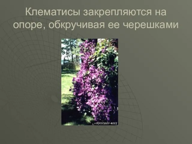 Клематисы закрепляются на опоре, обкручивая ее черешками