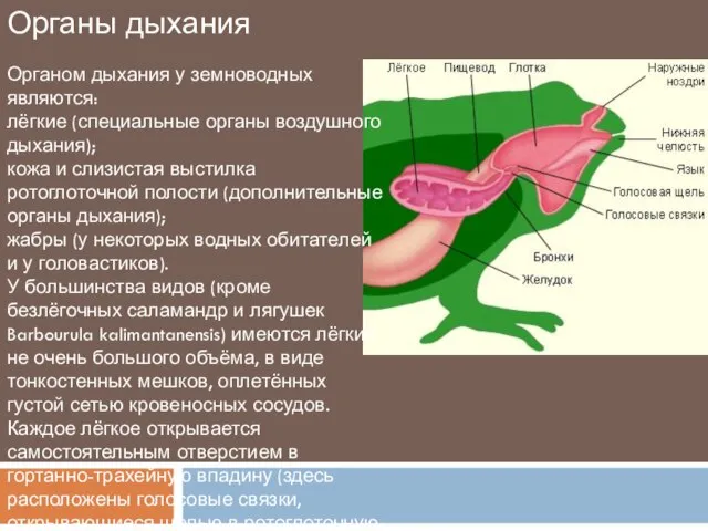 Органы дыхания Органом дыхания у земноводных являются: лёгкие (специальные органы воздушного