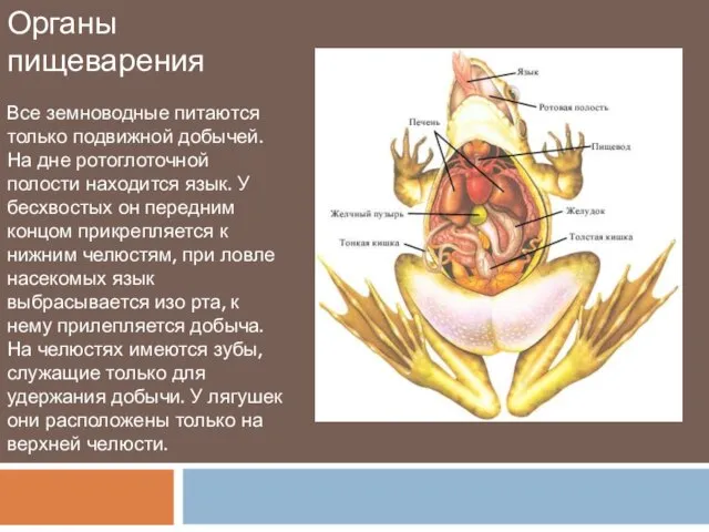 Органы пищеварения Все земноводные питаются только подвижной добычей. На дне ротоглоточной