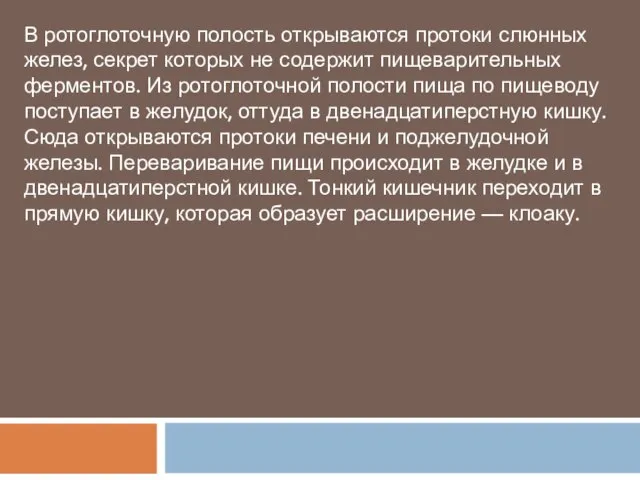 В ротоглоточную полость открываются протоки слюнных желез, секрет которых не содержит