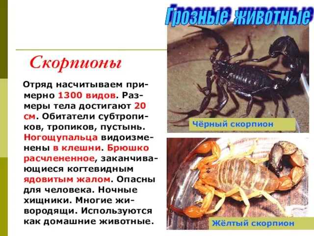 Скорпионы Отряд насчитываем при-мерно 1300 видов. Раз-меры тела достигают 20 см.