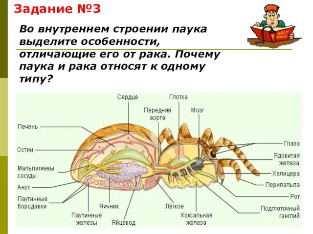 Задание №3 Во внутреннем строении паука выделите особенности, отличающие его от