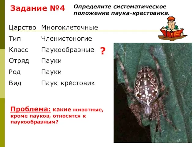 Задание №4 Определите систематическое положение паука-крестовика. Проблема: какие животные, кроме пауков,