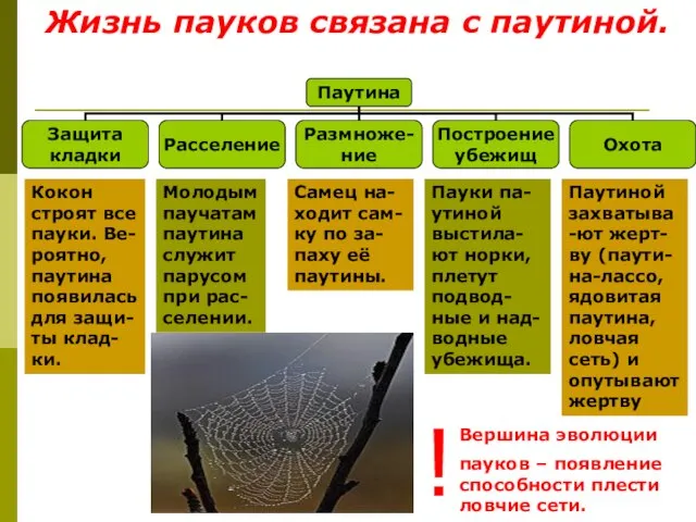 Жизнь пауков связана с паутиной. Кокон строят все пауки. Ве-роятно, паутина