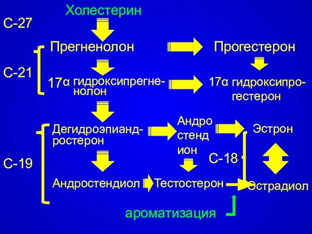 С-27 Холестерин Прегненолон Прогестерон Тестостерон Эстрадиол С-18 С-21 С-19 17 гидроксипрегне-нолон