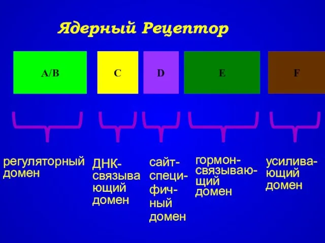 Ядерный Рецептор А/В С D Е F регуляторный домен ДНК-связывающий домен