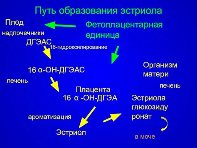 ДГЭАС 16 -ОН-ДГЭАС -ОН-ДГЭА 16 Эстриол Эстриола глюкозидуронат в моче Плод