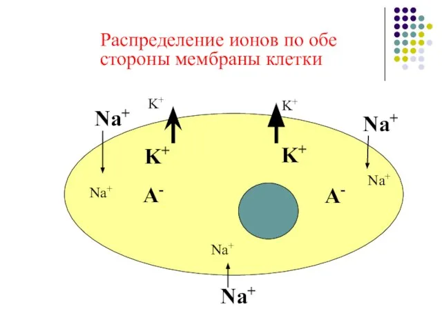 Распределение ионов по обе стороны мембраны клетки Na+ Na+ Na+ K+