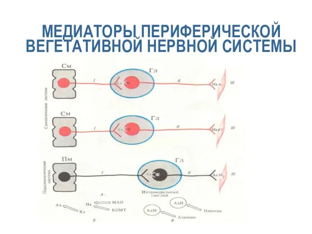 МЕДИАТОРЫ ПЕРИФЕРИЧЕСКОЙ ВЕГЕТАТИВНОЙ НЕРВНОЙ СИСТЕМЫ