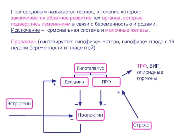 Послеродовым называется период, в течение которого заканчивается обратное развитие тех органов,