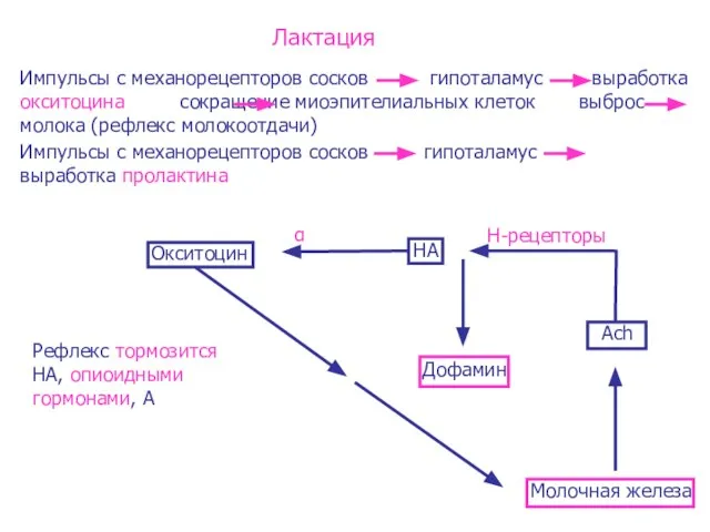 Лактация Импульсы с механорецепторов сосков гипоталамус выработка окситоцина сокращение миоэпителиальных клеток