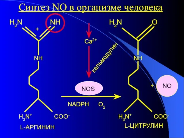 + кальмодулин Ca2+ NOS NADPH O2 Синтез NO в организме человека L-АРГИНИН L-ЦИТРУЛИН