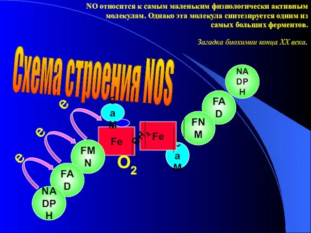 CaM Fe NADPH FAD FNM Fe NO относится к самым маленьким