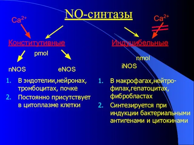 NO-синтазы Конститутивные Индуцибельные nNOS eNOS В эндотелии,нейронах, тромбоцитах, почке Постоянно присутствует