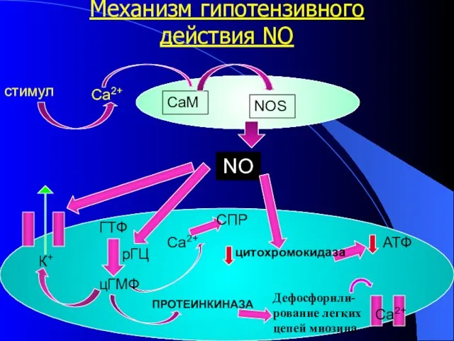 Механизм гипотензивного действия NO стимул Са2+ NOS CaM NO рГЦ К+