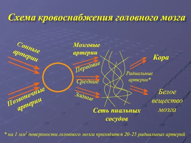 Схема кровоснабжения головного мозга * на 1 мм2 поверхности головного мозга приходится 20-25 радиальных артерий