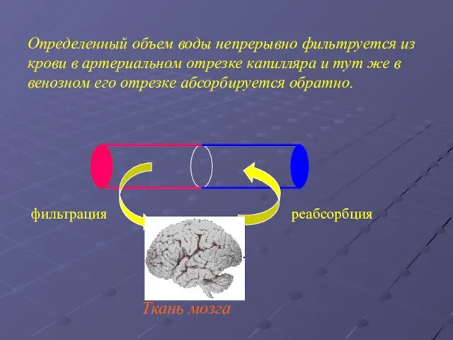 Ткань мозга Определенный объем воды непрерывно фильтруется из крови в артериальном