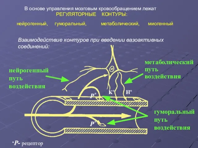 В основе управления мозговым кровообращением лежат РЕГУЛЯТОРНЫЕ КОНТУРЫ: нейрогенный, гуморальный, метаболический,