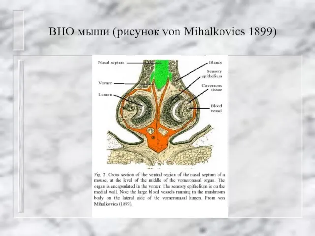 ВНО мыши (рисунок von Mihalkovics 1899)